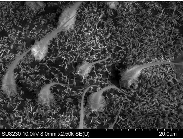 Ladybird larvae hair coated 10 nm Au x 2.5 k magnification