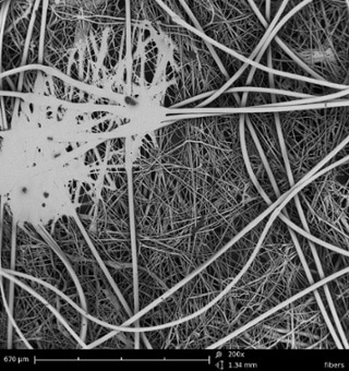 A SEM image of a meltblown fiber. The diameter of the fiber can easily be measured at this magnification.