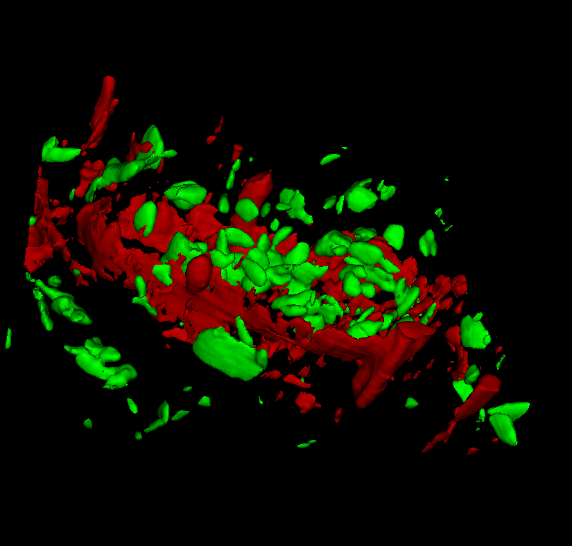 香蕉果肉的三维拉曼测量。淀粉粒(绿色)和细胞壁成分(红色)清晰可见