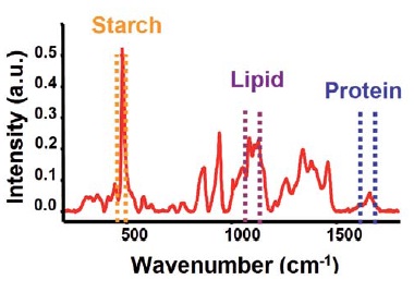 Typical spectral features of protein, lipid and starch