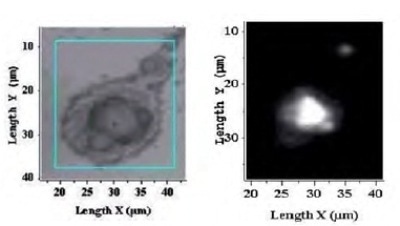White light video image (left) contaminated surface.