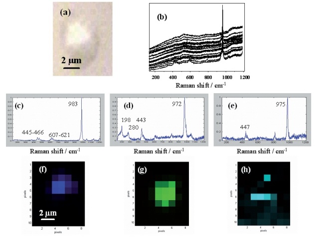 Raman imaging of lead containing particles emitted in the atmosphere by lead smelter facility. (a) optical image; (b) spectra of the 80 pixels of the image; Resolved Raman spectra of (c) PbSO4; (d) PbO.PbSO4; (e) (NH4)2SO4; Raman images of (f) PbSO4; (g) PbO.PbSO4; (h) (NH4)2SO4.