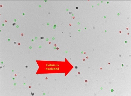 Vi-CELL XR analysis image. Viable cells are circled in green and nonviable in red. Debris is excluded.