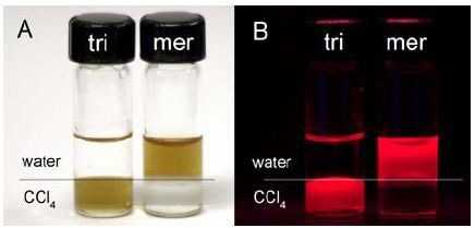 QDs coated with tri-n-octyl phosphine oxide (tri) and mercaptoacetic acid (mer) under ambient (A) and ultraviolet (B) illumination. The upper layer is water; the lower layer is CCl4.