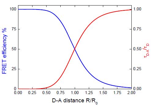 Influence of donor-acceptor distance on the donor lifetime and FRET efficiency.