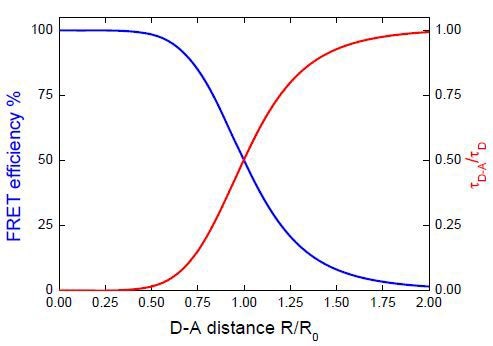 Influence of donor-acceptor distance on the donor lifetime and FRET efficiency.