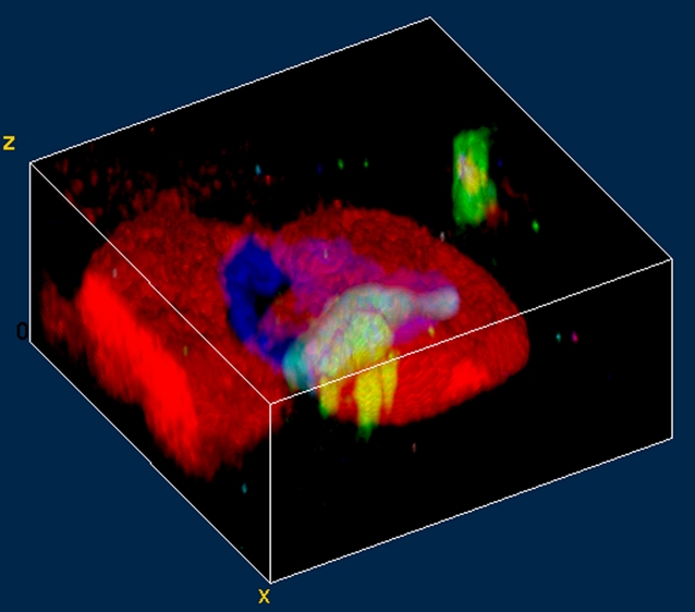 3D Raman image of a fluid inclusion (blue) in garnet (red).