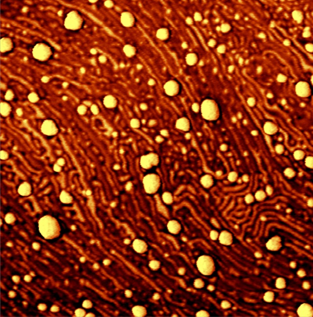 AFM (phase) image of the surface of a drug delivery coating.