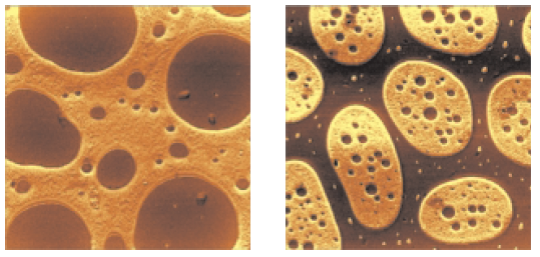 Adhesion maps of the thin film of SBR-PMMA (left) and SBS-PMMA (right).