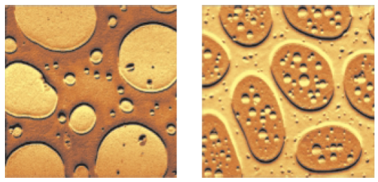 Stiffness maps of the thin film of SBR-PMMA (left) and SBS-PMMA (right).