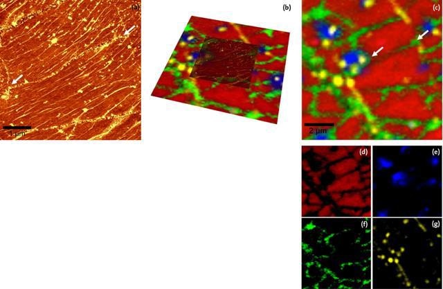 Results of a confocal Raman AFM analysis of a CVD graphene layer deposited on a Si substrate.