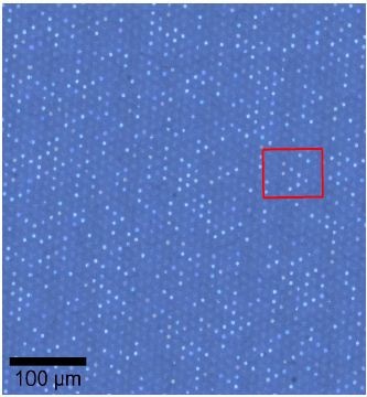 Stitched image of the sample acquired using a 100x objective. The red square shows the position of the high resolution video image shown in Figure 2.
