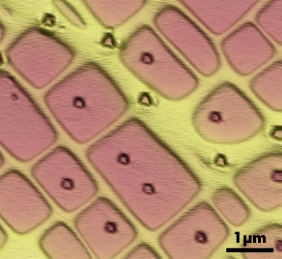 In-situ SPM image of indentations on the Ni-base alloy showing tests positioned on specific phases.