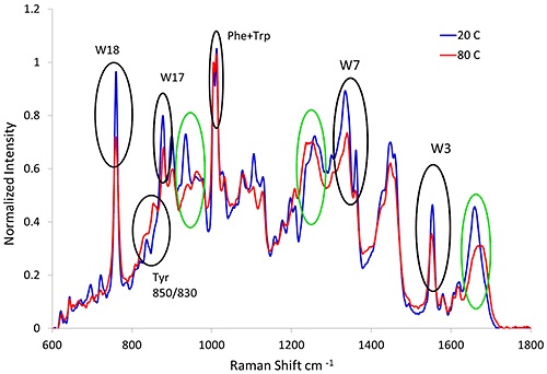 Raman spectra of lysozyme before (blue line) and after (red line) heat treatment. Variations in the secondary (green circles) and tertiary (black circles) structural markers are observed as a result of thermal stress.