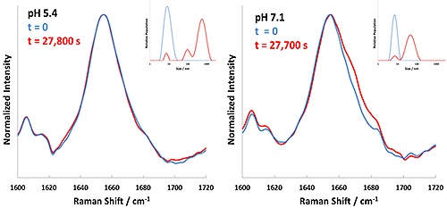Background corrected Raman spectral data (Amide I band) and DLS results for BSA formulations at pH 5.4 and 7.1 incubated at 60°C. Time zero is represented in blue, and completion of incubation in red.