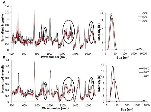 Raman spectra (left) and DLS size data (right) for temperature jump studies using 3 mg/mL (A) and 30 mg/mL (B) lysozyme solutions. All spectral data is background corrected and normalized to the height of the Phe peak.