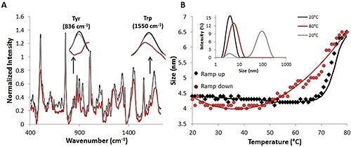 Raman and DLS data from a complete temperature ramp cycle with 30 mg/mL lysozyme sample.