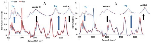 Representative Raman spectra for monoclonal antibody (A) and its modified version (B) before and after thermal stress.