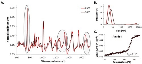 A comparison of 35mg/mL lysozyme spectra at 25°C (red line) and 90°C (dark line) (A), size data at the same temperatures (B), and the amide I peak shift with temperature (C).