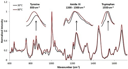 Spectra of high concentration mAb (50mg/mL data). Thermal transitions are less obvious than with the lysozyme sample (Figure 1); however changes in the secondary and tertiary structural markers are visible at the high concentration.