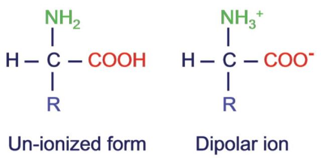 Amino acid structure.