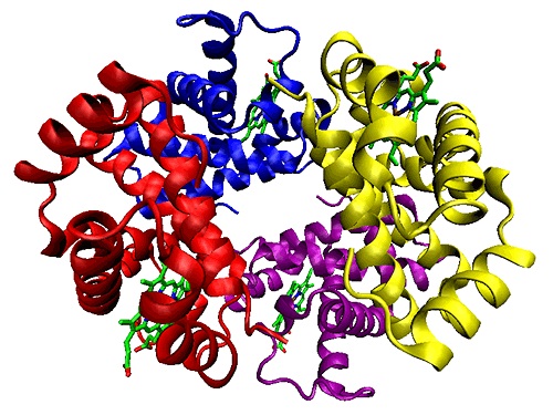 Ribbon diagram of the structure of hemoglobin.