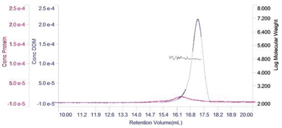 Derived chromatogram showing the concentration of protein (purple) and DDM (blue). Measured molecular weight is plotted across the two peaks.
