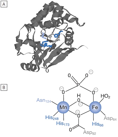 X-ray crystal structure of the catalytic subunit of PP1 (from Reference 14); the active site His, Asn and Asp residues are shown. (B) Active site of PP1 showing the dinuclear octahedrally coordinated metal ion core with bridging inorganic phosphate (product).