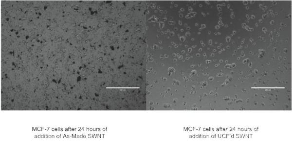 MCF-7 cells were imaged under an optical microscope after 24 hours of incubation with SWCNT. The cells, incubated with either 0.06mg/mL As-Made SWNT (left image) or 0.06mg/mL ultracentrifuged SWNT (right image), have not yet reached confluence.