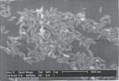 The SEM photomicrograph shown is a representative sample of the hematite spindles analyzed.