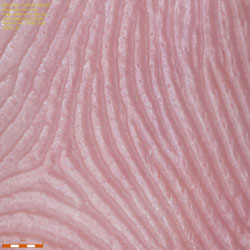 Fingerprint pores