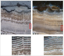 Cross section of the sample fragment showing the lamellae running internally.
