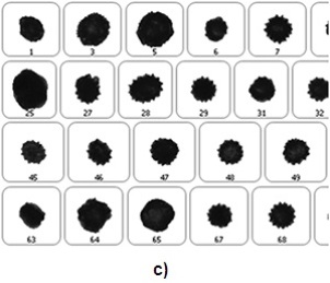 a) Example particle images for PJ pollen. b) Example particle images for AF pollen. c) Example particle images of TO and CL pollen.