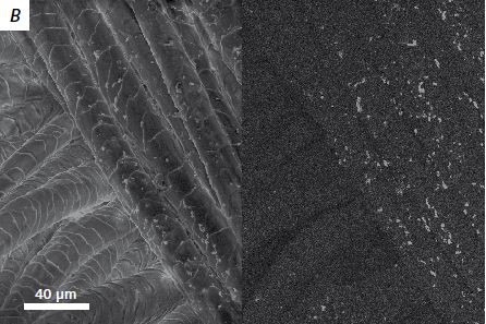 Low magnification Ag nano-particle coated natural fibers, imaged with Inlens SE (left) and EsB (right) detectors at 80 Pa and 10 kV,