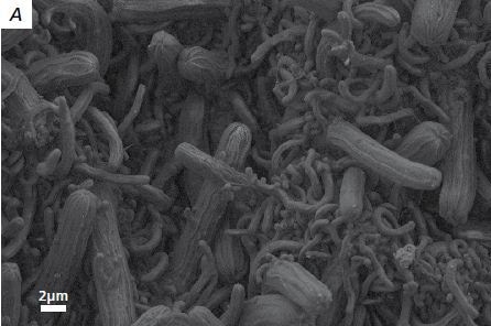 Fibrous polymer microstructures imaged at 150 Pa and 3 kV, VPSE detector.