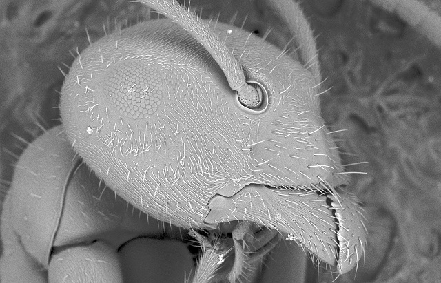 An image taken with a scanning electron microscope of an ant.