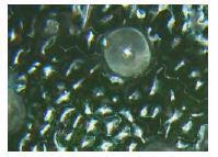 Dot™ technology can image a Rosemary leaf, showing the aromatic oil droplets.