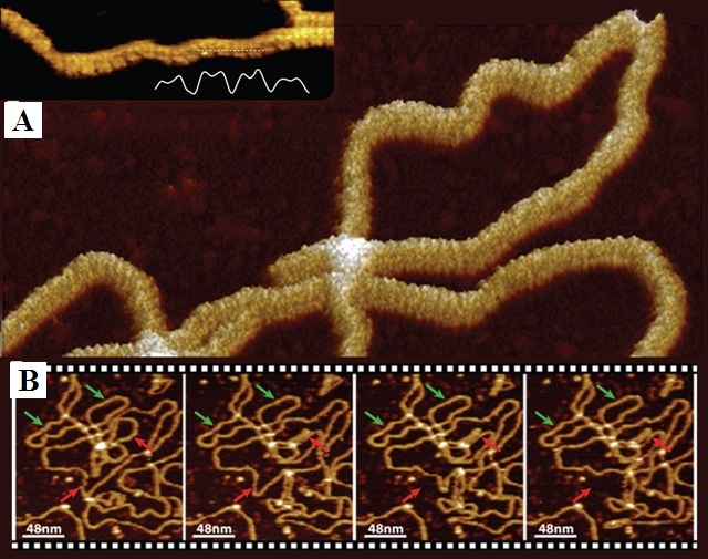 (A) PeakForce Tapping image of a DNA plasmid taken in buffer solution using the Multimode 8 and MSNL-F probes (k~0.6 N/m) showing corrugation corresponding to the major and minor grooves of the DNA double helix. The inset is a high-resolution image of a DNA plasmid obtained using the BioScope Resolve operated on an inverted optical microscope and ScanAsyst Fluid-HR probes (k~0.05 N/m). The cross section taken along the strand, as indicated by the dotted line, shows the widths of the alternating major and minor grooves at 2.2 nm and 1.2 nm, respectively. (B) Time series of high-speed AFM images of the same type of plasmid DNA obtained in TappingMode showing that at low NiClconcentration some parts of the DNA remain immobile under continuous imaging (green arrows) while other parts of the same strand show a high degree of movement (red arrows). High-speed imaging was conducted on the FastScan Bio AFM using FastScan-D probes (k~0.2 N/m).