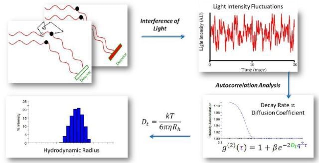 Autocorrelation analysis is the mathematical transformation linking light intensity fluctuations to the diffusion coefficient. Following autocorrelation, DYNAMICS converts the diffusion coefficients to size.