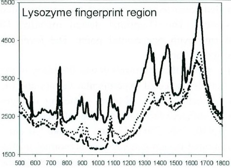 The Raman fingerprint region for lysozyme in acetate-buffered aqueous solution.