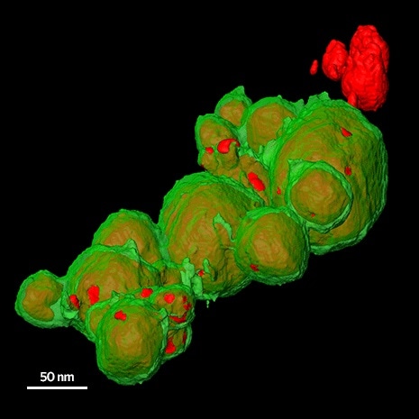 Ag-Pt核壳纳米颗粒的三维EDS断层扫描显示，大部分的Ag核显示为假红色，被带有气孔欧洲杯猜球平台的绿色Pt壳覆盖，部分核暴露。