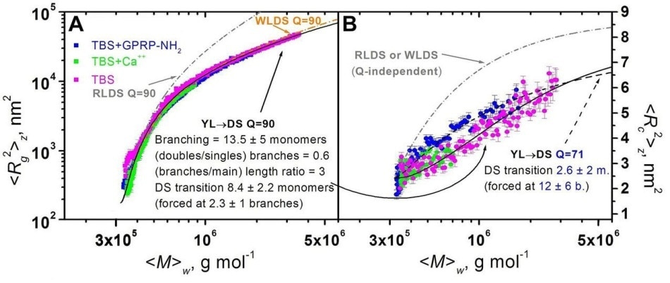 Plots of mean square radius vs. weight-average molar mass (A) and of mean square thickness vs. weight-average molar mass (B) for FG polymerizations under different conditions. Superimposed are model curves generated for some polymerization models (see text).