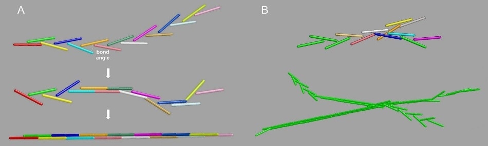 The "Y-ladder to double-stranded” (YL ? DS) model for fibrin polymerization. Panel A, the single-binding to full DS transition. Panel B, top: branched structures generation by off-axis binding of a growing chain to a still available A knob; bottom: a typical resulting branched fibril, with the growing ends still in the YL configuration.