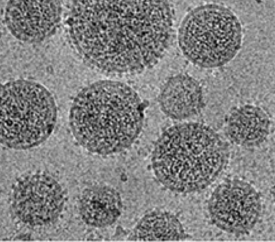 Electron micrograph of viral particles studded with glcyoproteins