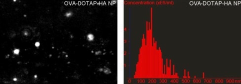 NTA characterization of liposomes with varying amounts of HA polymer confirmed DLS results.