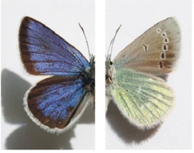 Spectroscopy, Identify Butterflies, Classify Butterflies, Butterfly Types, Wing Patterns