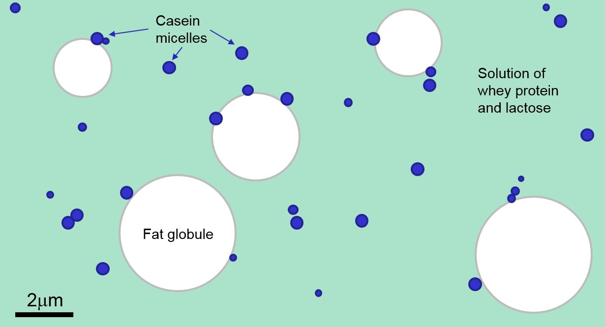 From a laser diffraction perspective, milk consists of fat globules and casein micelles in a solution of whey protein and lactose.