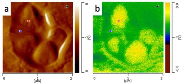 (a) AFM height image of nanoscale core domains and (b) AFM-IR image of domains at 1378 cm-1.