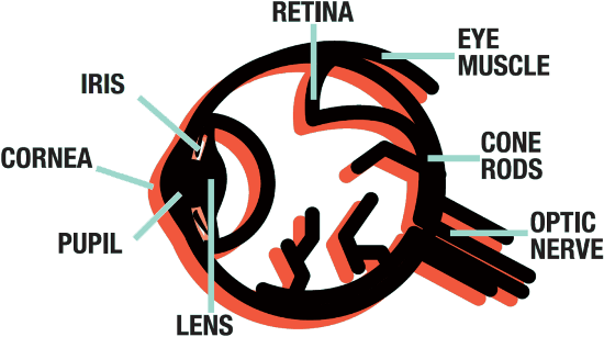 Parts of a human eye