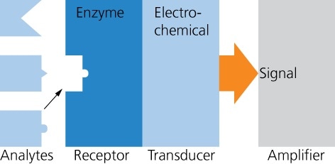 General structure of a biosensor. Sensors by IST AG use enzymes to detect glucose, lactate, glutamine and glutamate. The transducer principle is electrochemical, producing a current as output signal (amperometric).